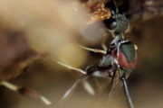 Parasitic Wasp (Gasteruption sp) (Gasteruption sp)